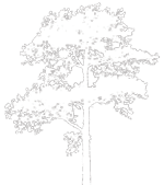 fernleign-tree